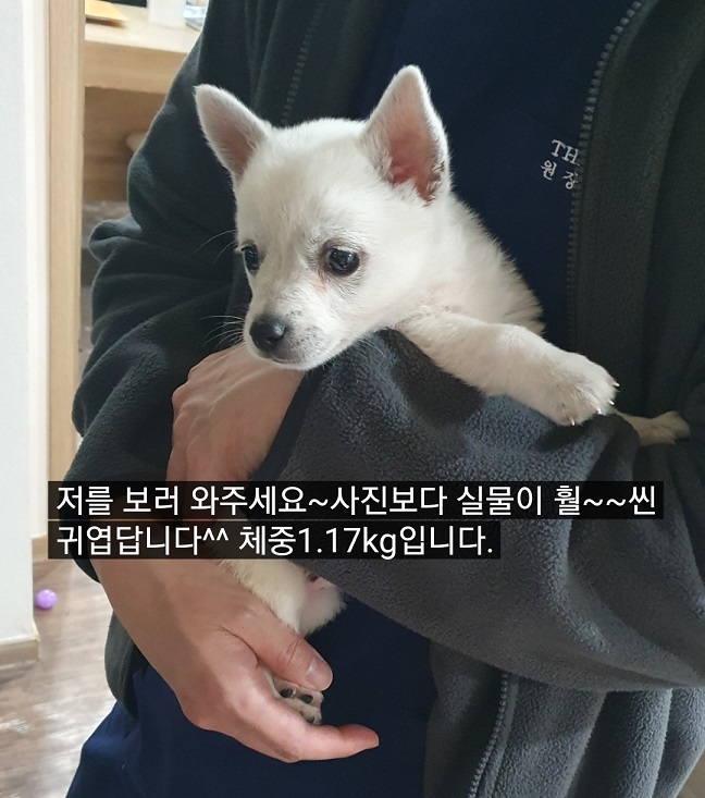 종료(반환) 믹스견…