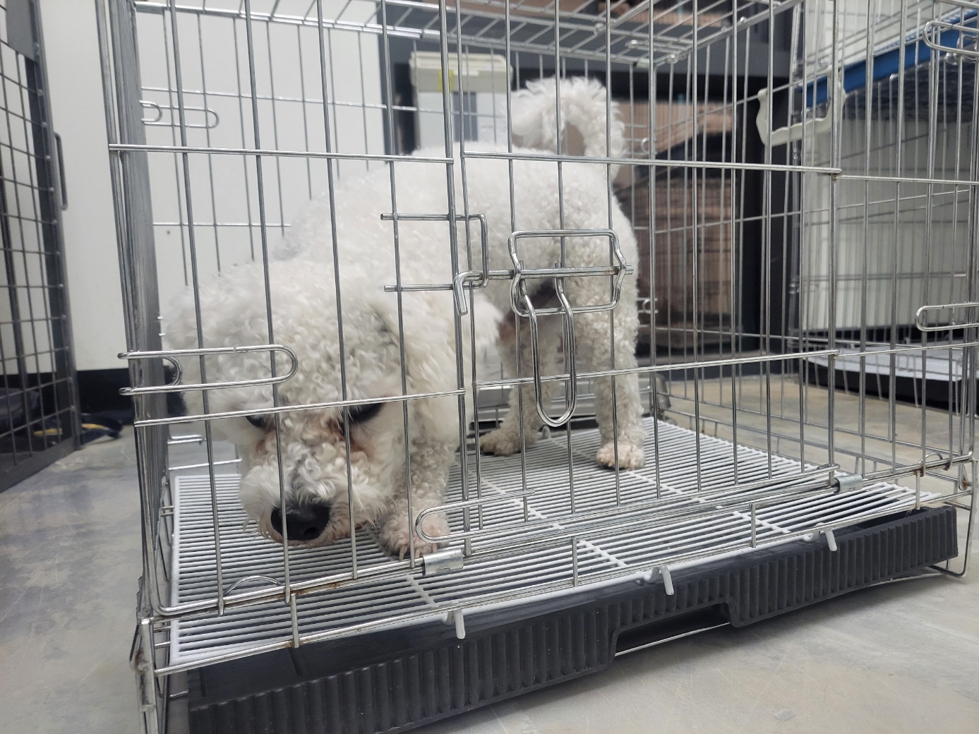 고양시동물보호센터_441394202501074