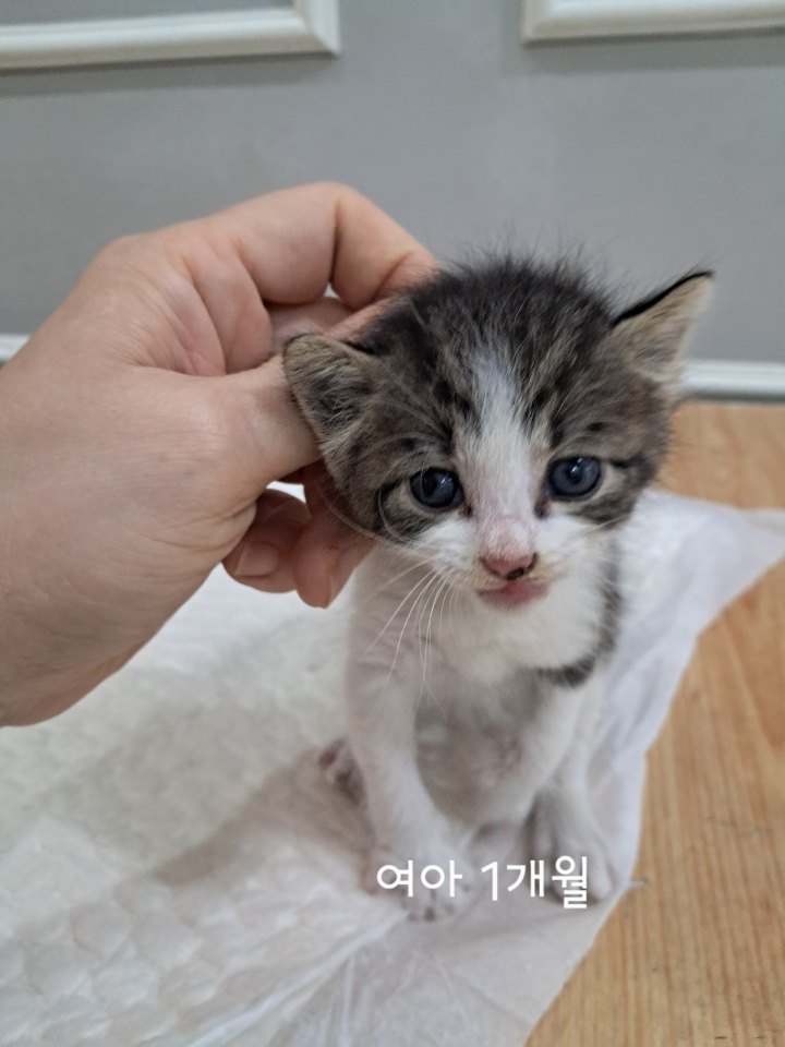 옥천동물병원_443443202500467