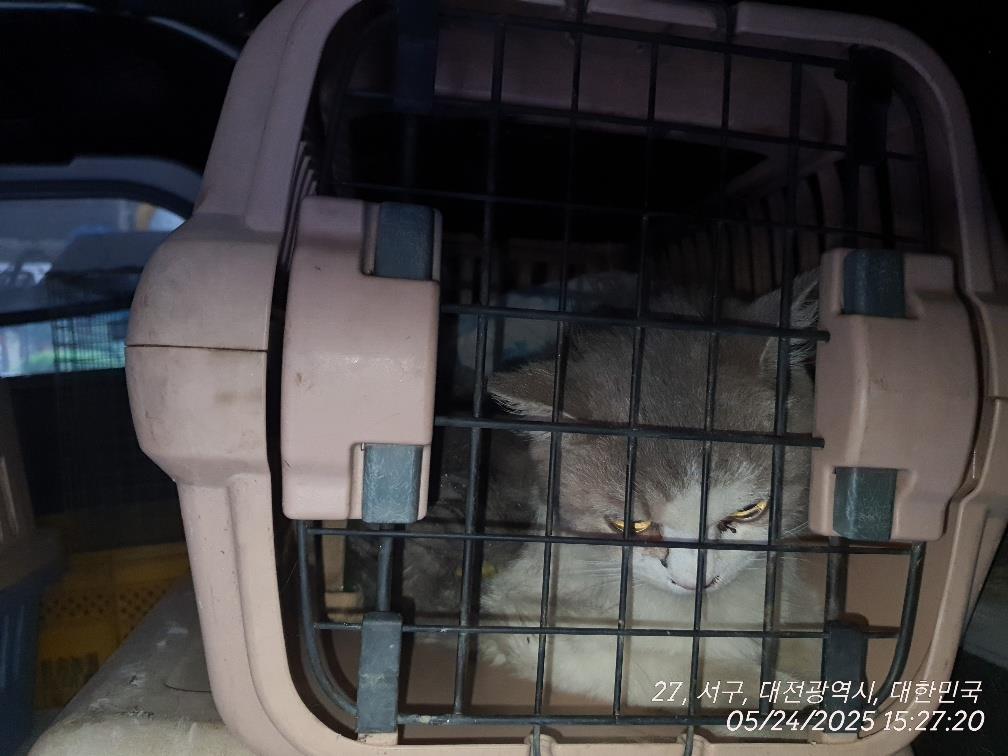 대전동물보호센터_430366202500300