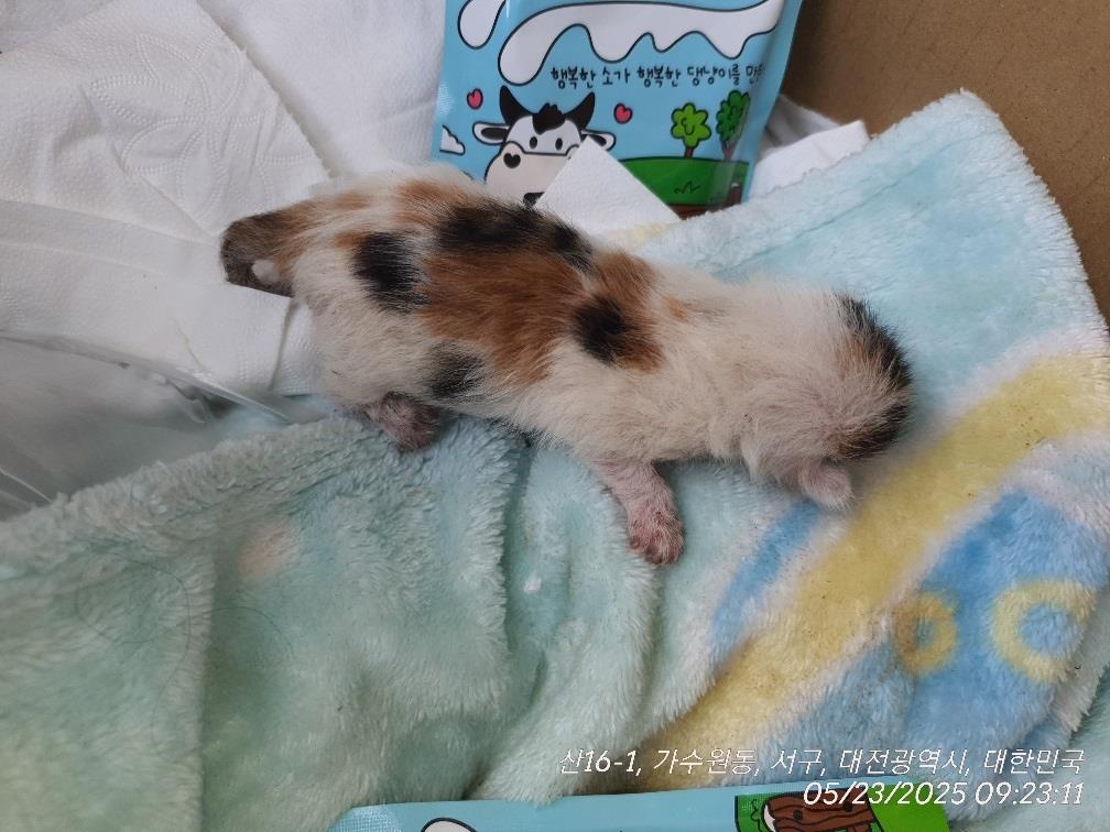 대전동물보호센터_430366202500299