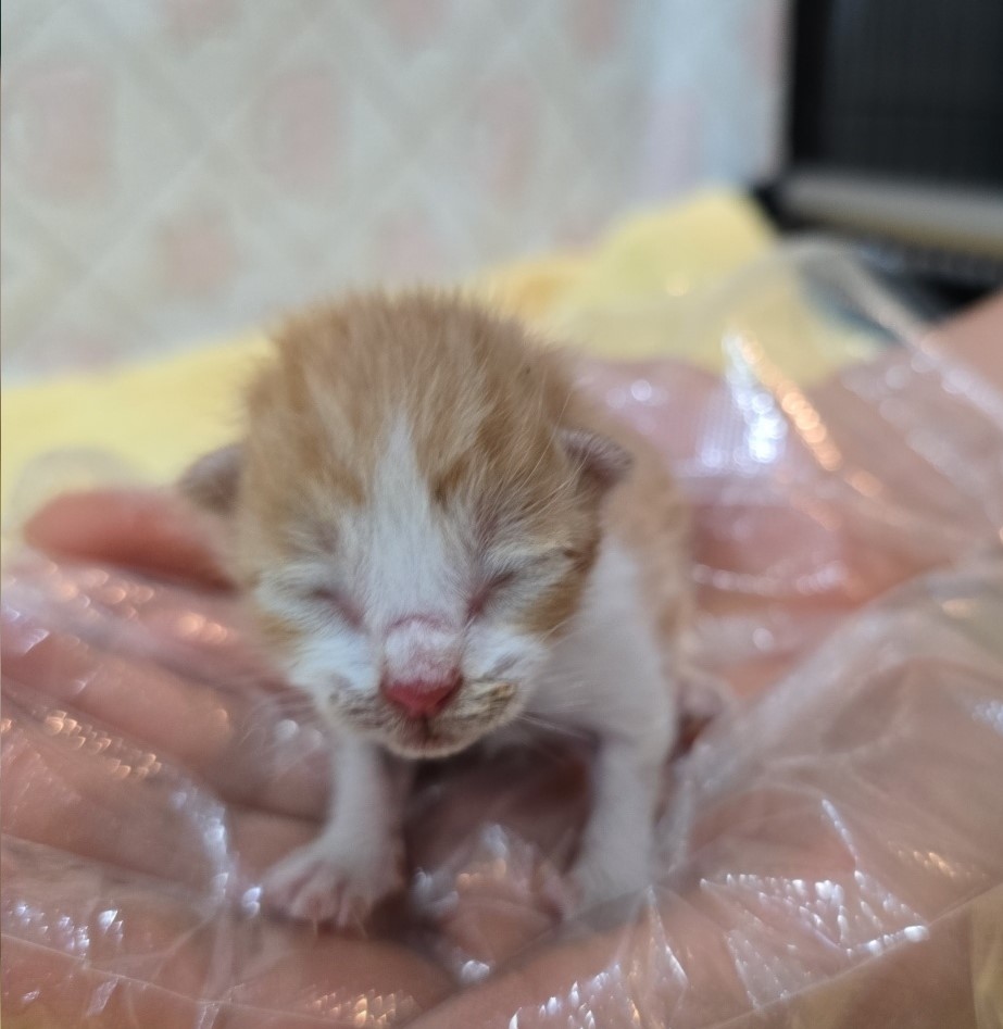 군산유기동물보호센터_445467202500896