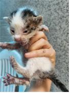 보호중 한국 고양이…