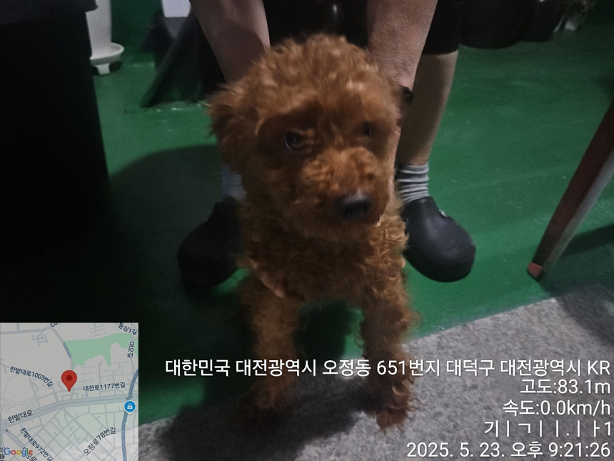 대전동물보호센터_430368202500169