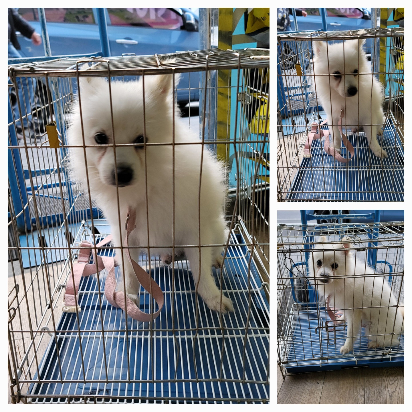 종합축산_447512202500424