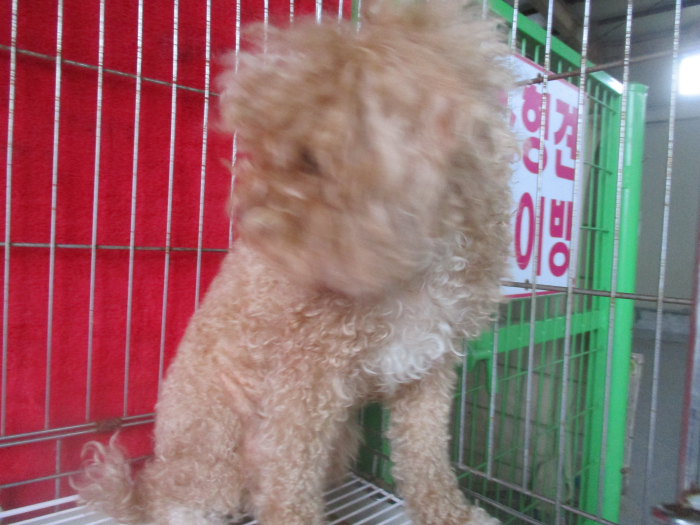 동물보호관리협회_426329202500474