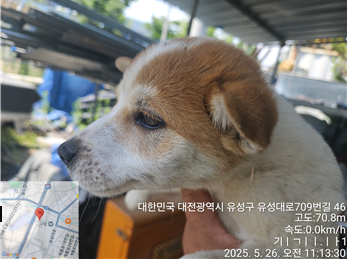 대전동물보호센터_430367202500356