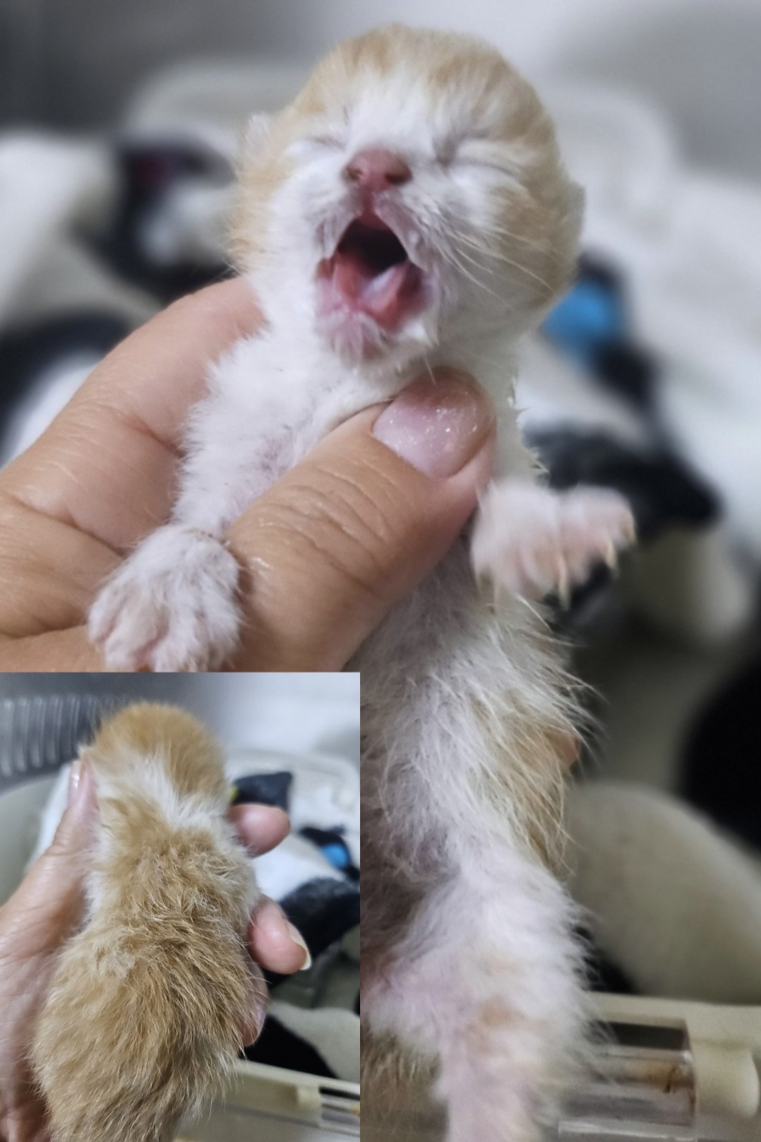 아산동물복지지원센터_444452202501473