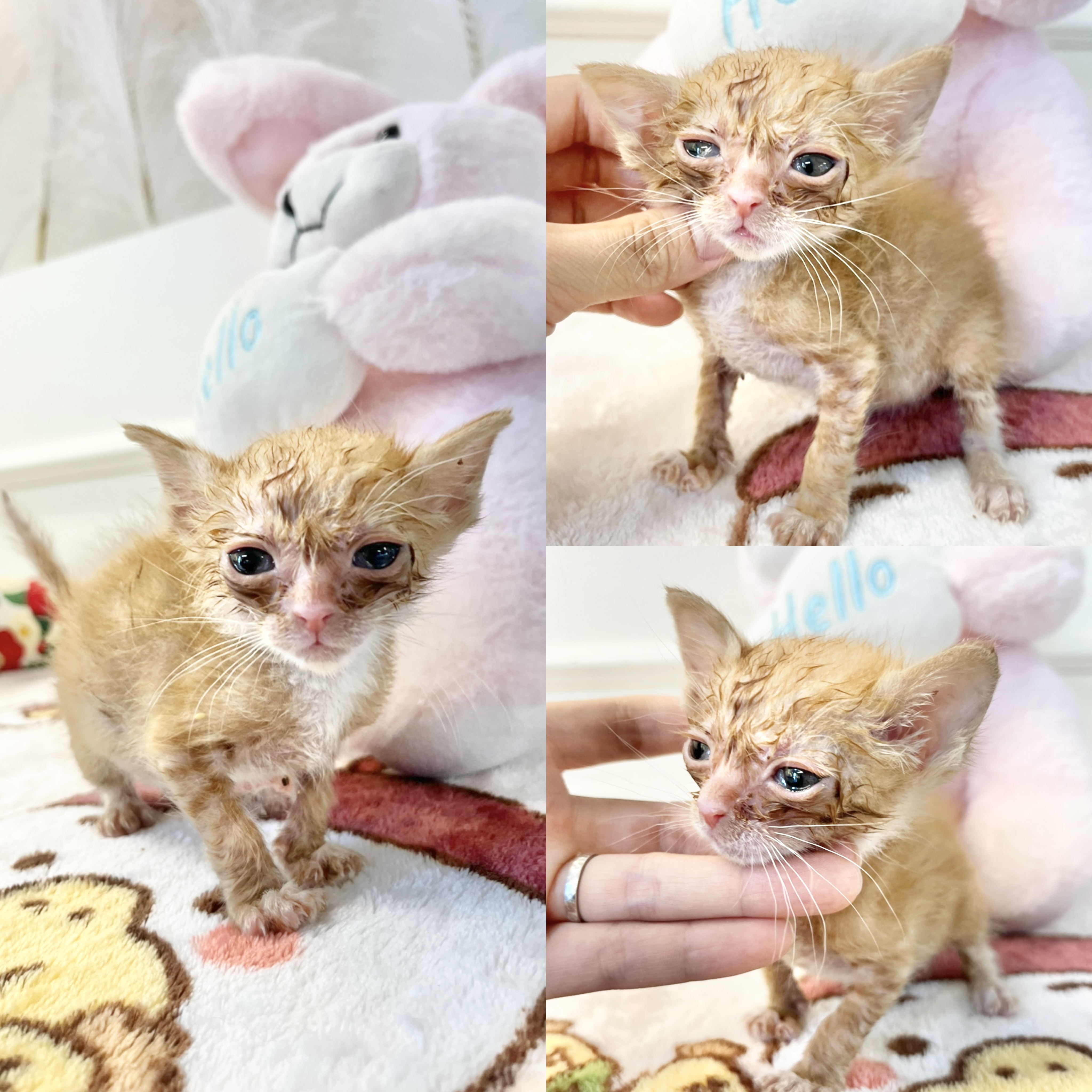 경주동물사랑보호센터_447505202500469
