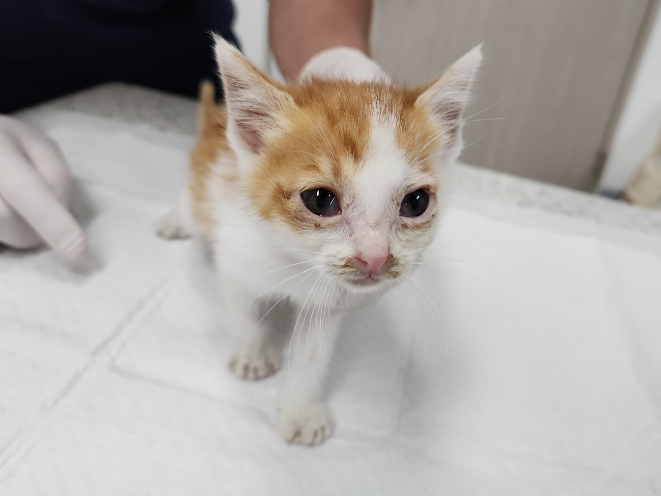 [고양이] 한국 고양이 광주-서구-2025-00133 유기동물 배경 이미지 입니다.