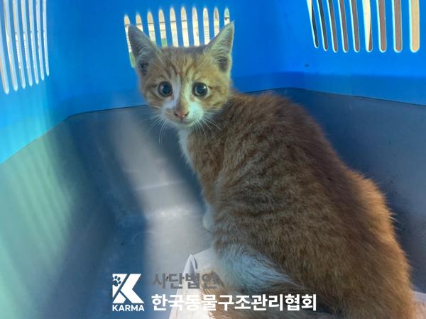 한국동물구조관리협회_441398202500313