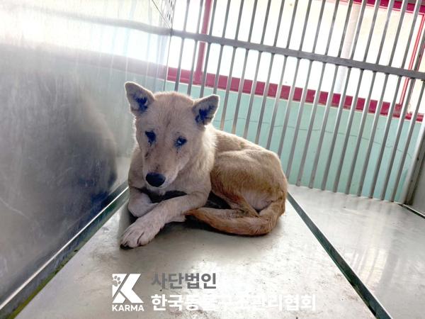 한국동물구조관리협회_441409202500783
