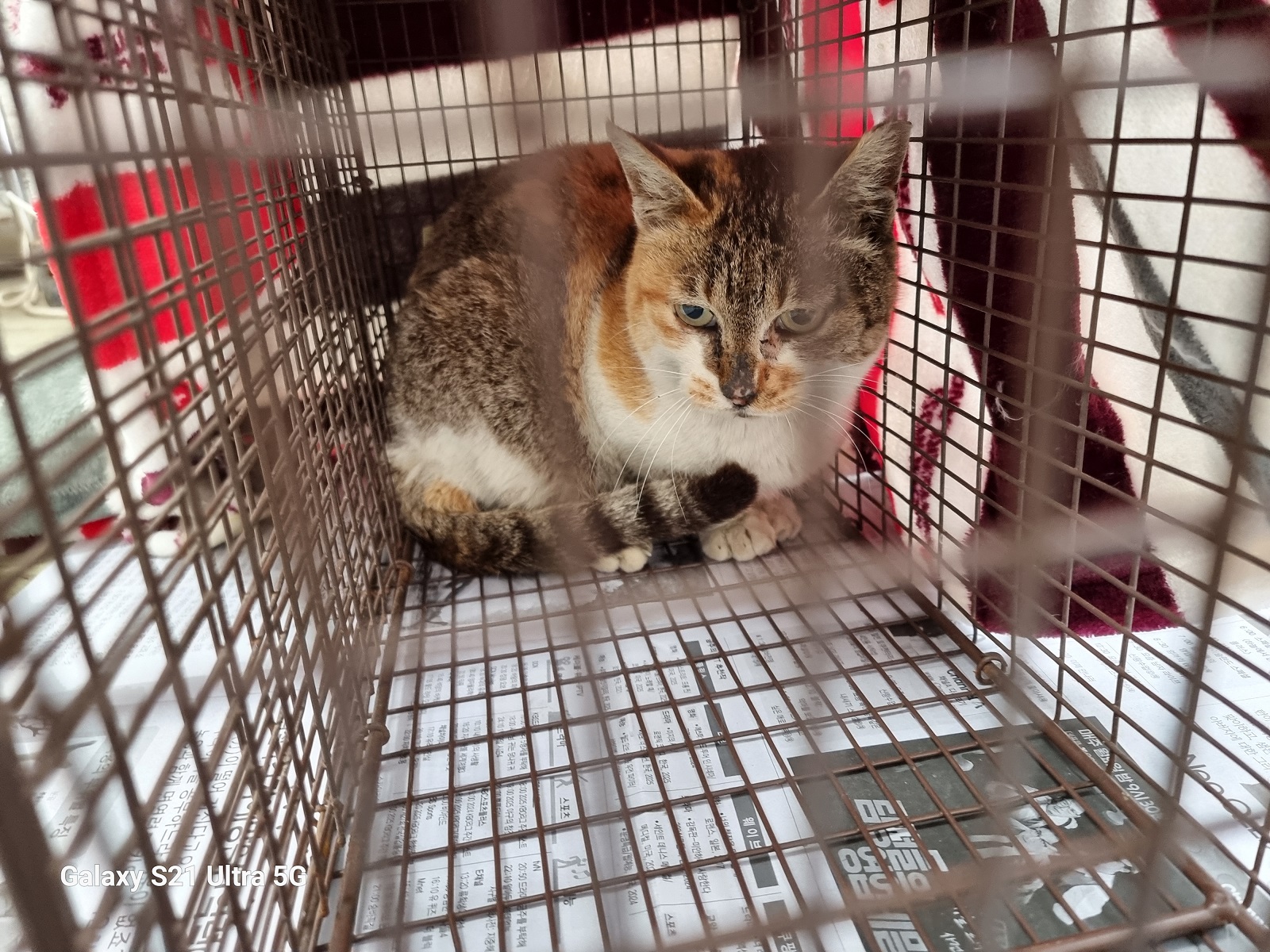 [고양이] 한국 고양이 인천-동구-2025-00037 유기동물 배경 이미지 입니다.