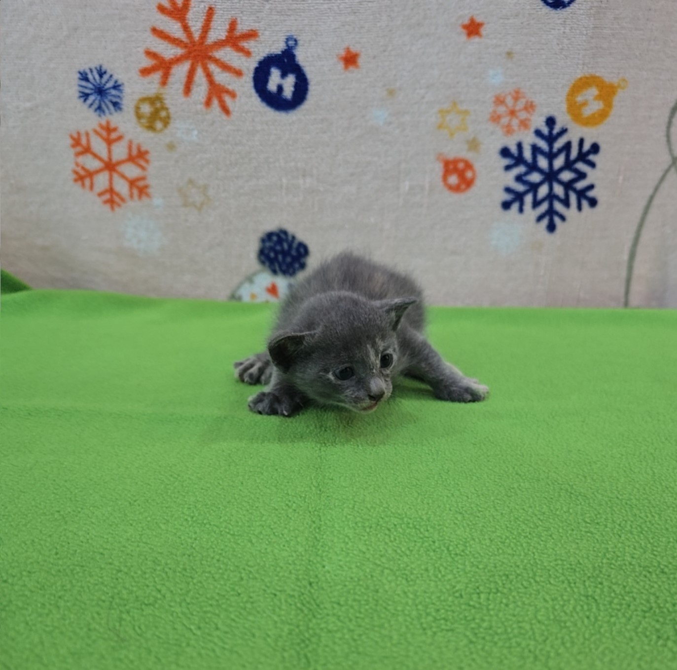군산유기동물보호센터_445467202500915