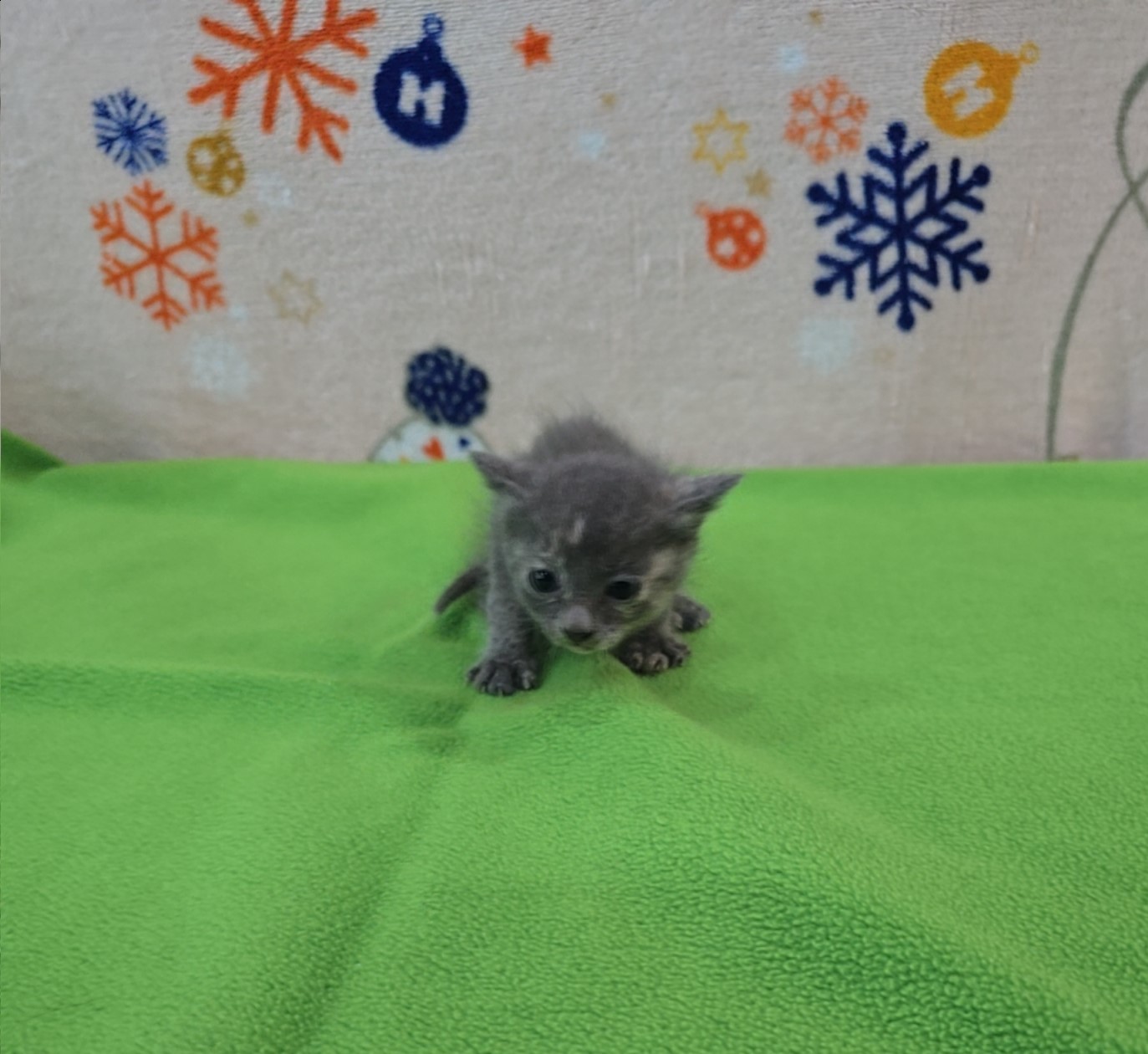 군산유기동물보호센터_445467202500916