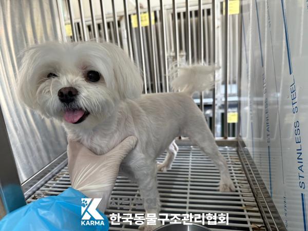 한국동물구조관리협회_411324202500293