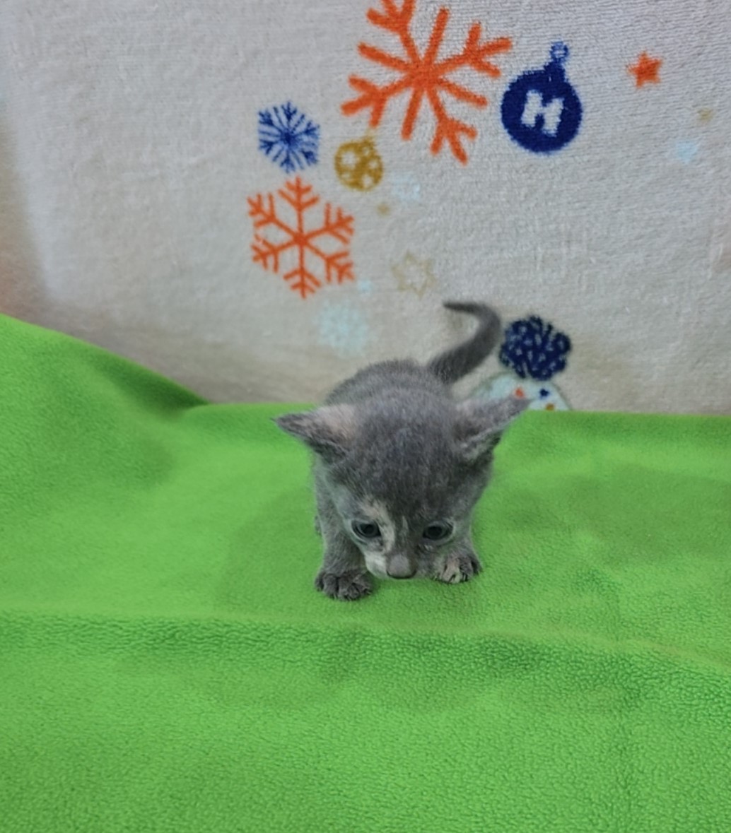 군산유기동물보호센터_445467202500917