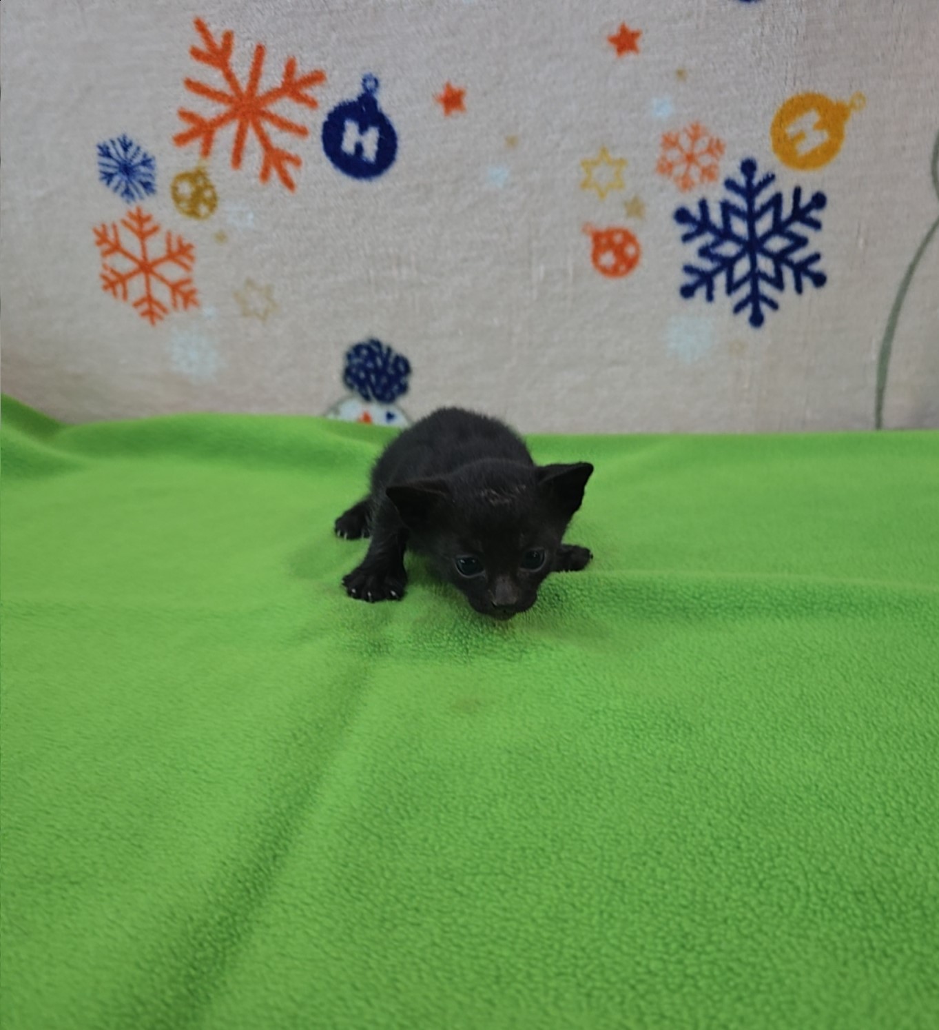 군산유기동물보호센터_445467202500920