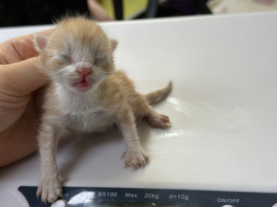 [고양이] 한국 고양이 광주-북구-2025-00207 유기동물 배경 이미지 입니다.