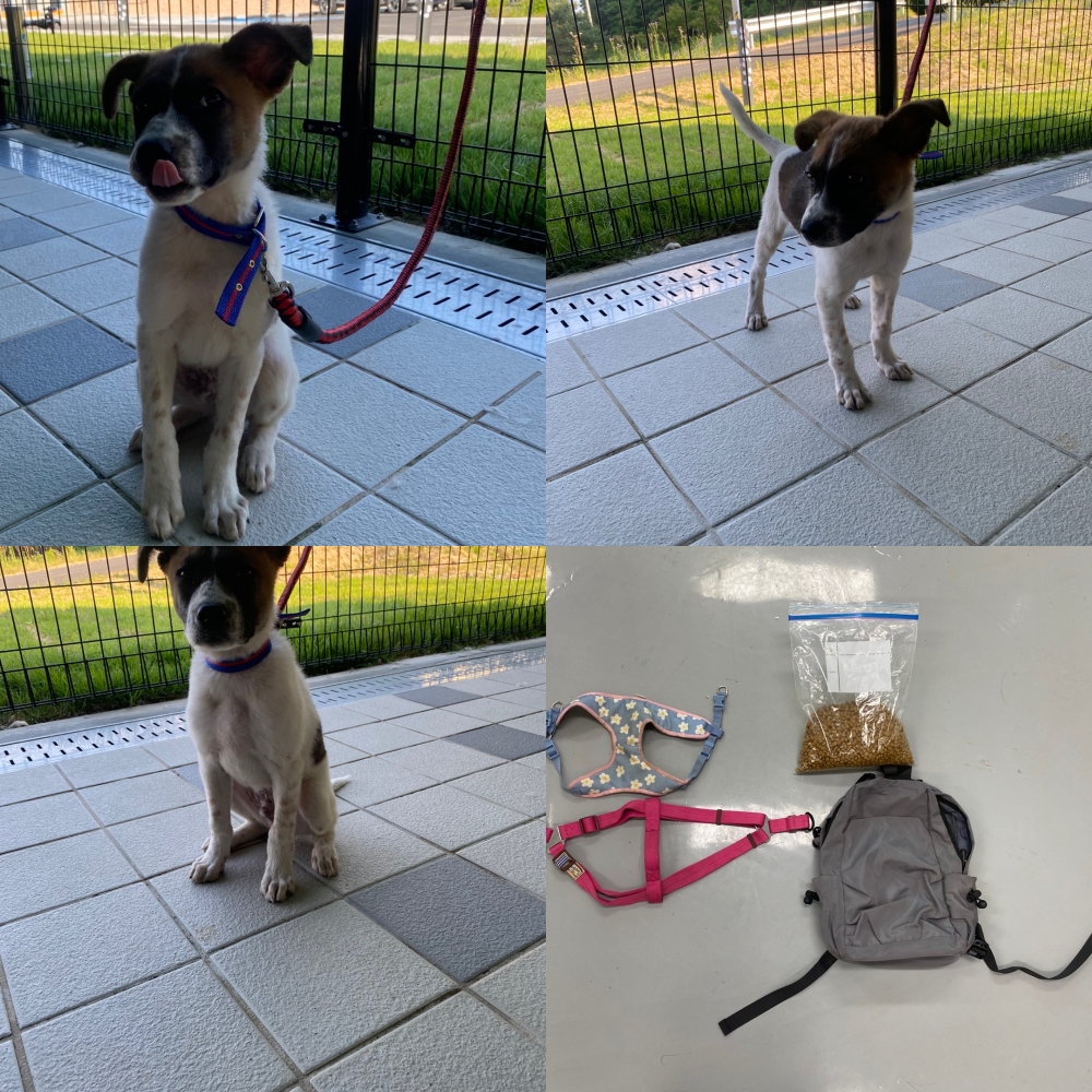 구미시 동물보호센터_447508202500746
