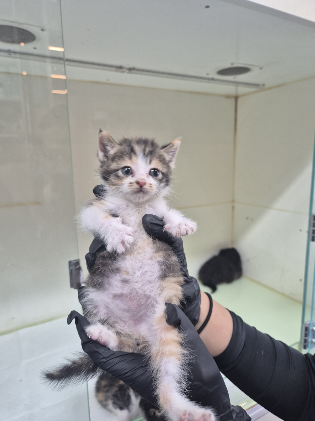 [고양이] 한국 고양이 경기-화성-2025-00660 유기동물 배경 이미지 입니다.