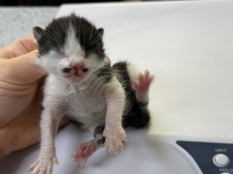 [고양이] 한국 고양이 광주-북구-2025-00206 유기동물 배경 이미지 입니다.