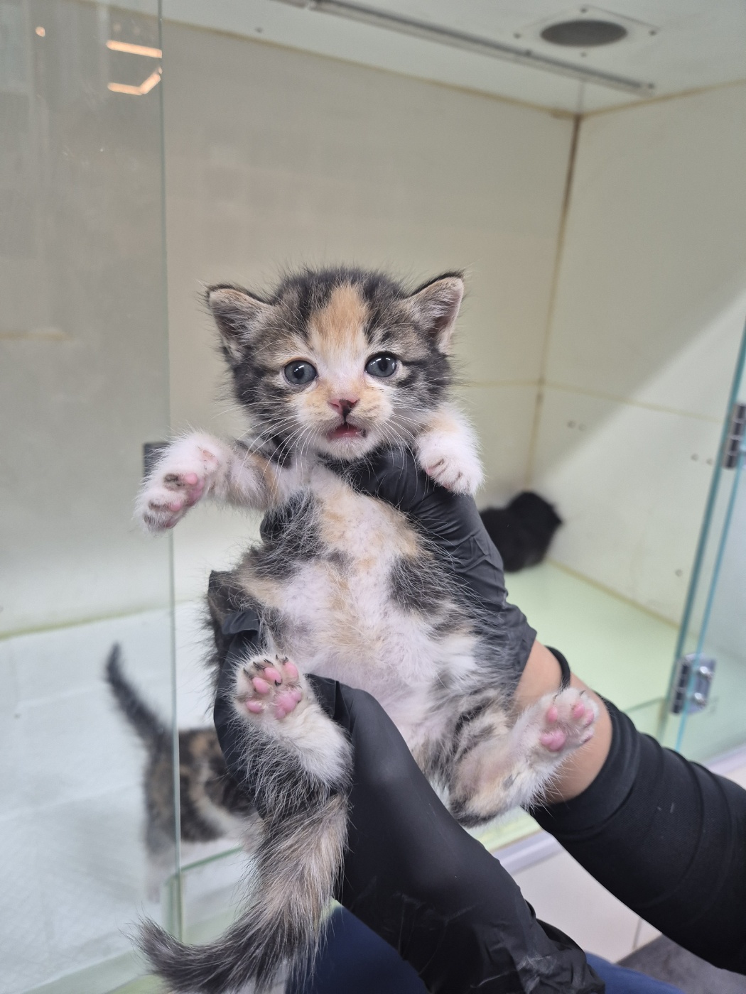 [고양이] 한국 고양이 경기-화성-2025-00659 유기동물 배경 이미지 입니다.