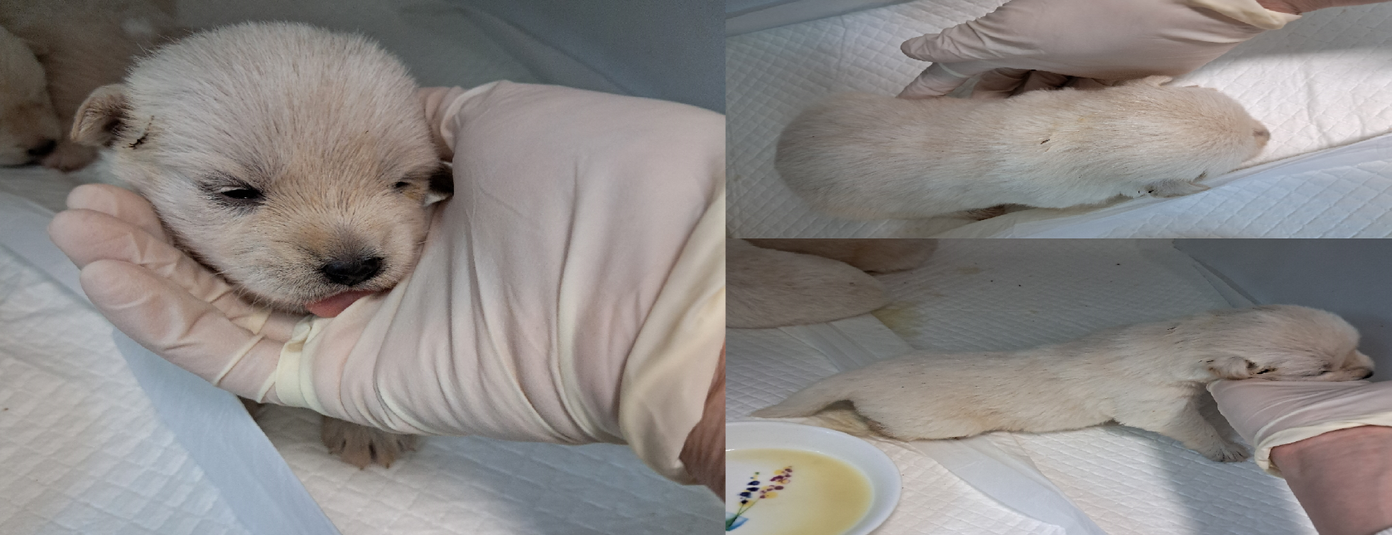 서산시 동물보호센터_444453202500697