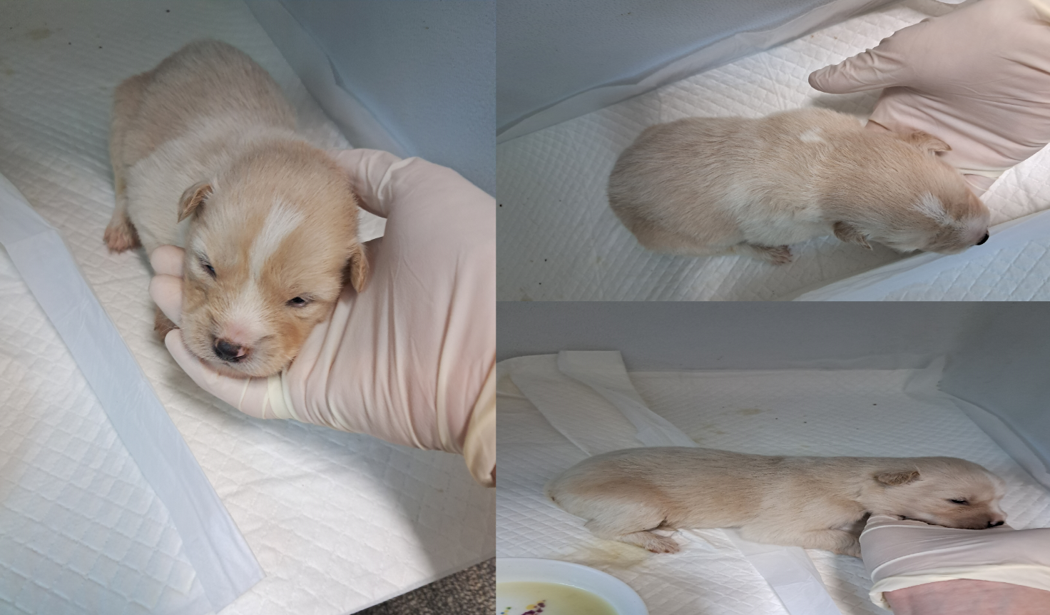 서산시 동물보호센터_444453202500699