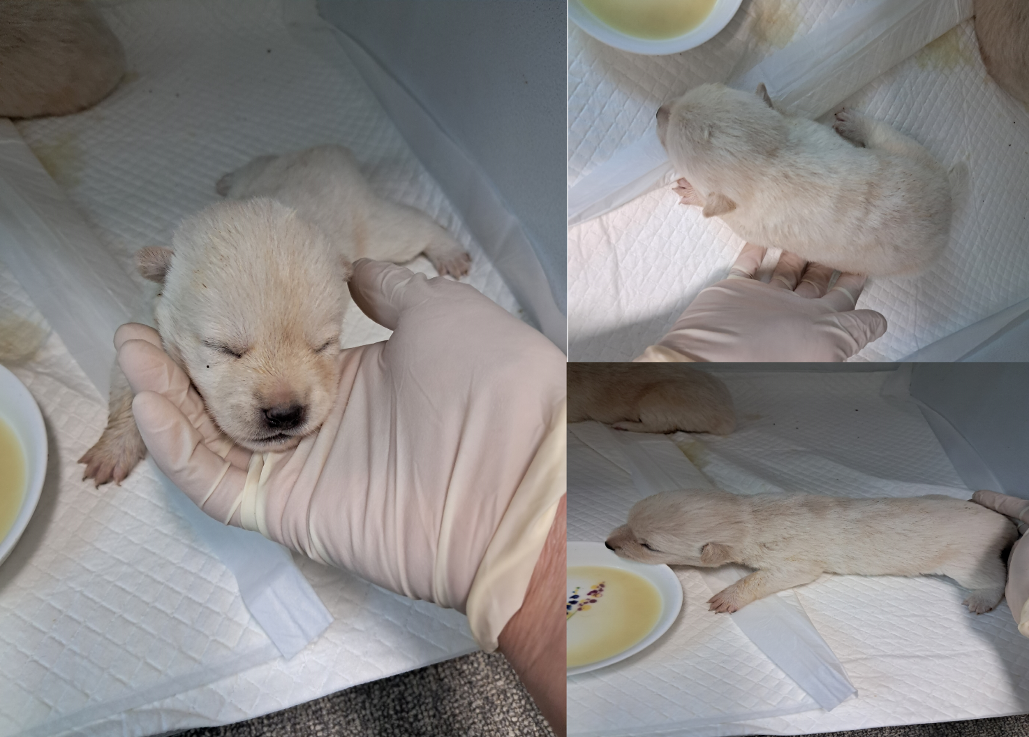 서산시 동물보호센터_444453202500698