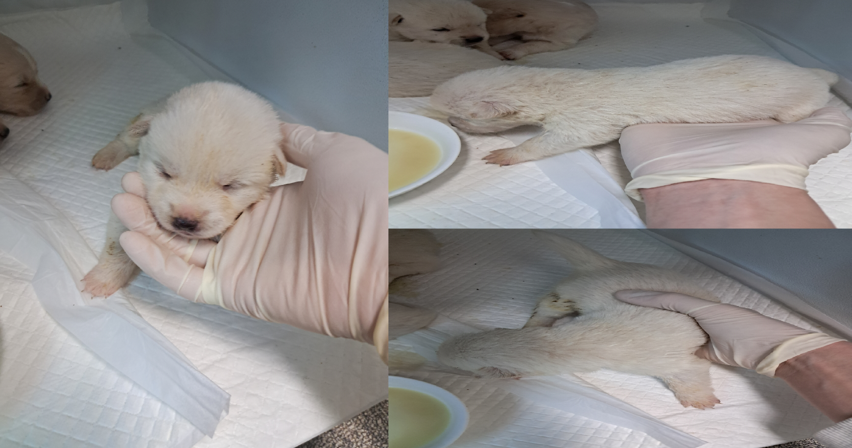 서산시 동물보호센터_444453202500696