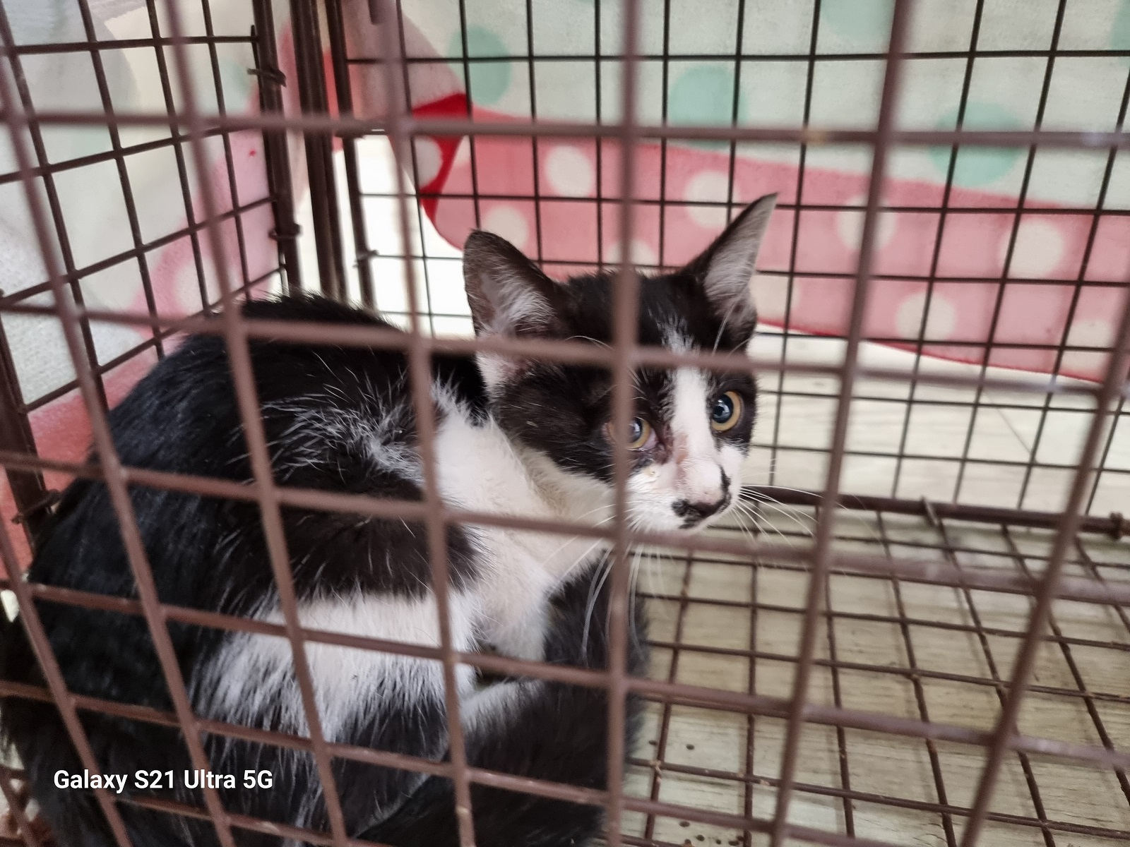 [고양이] 한국 고양이 인천-중구-2025-00229 유기동물 배경 이미지 입니다.