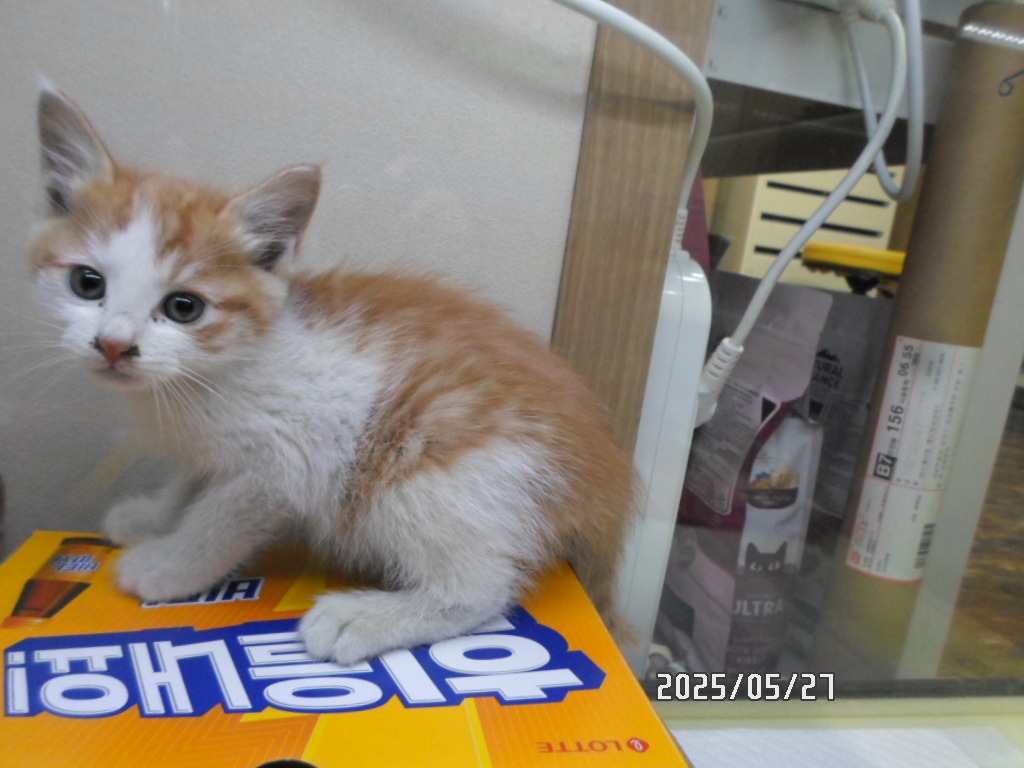 [고양이] 한국 고양이 서울-동작-2025-00076 유기동물 배경 이미지 입니다.
