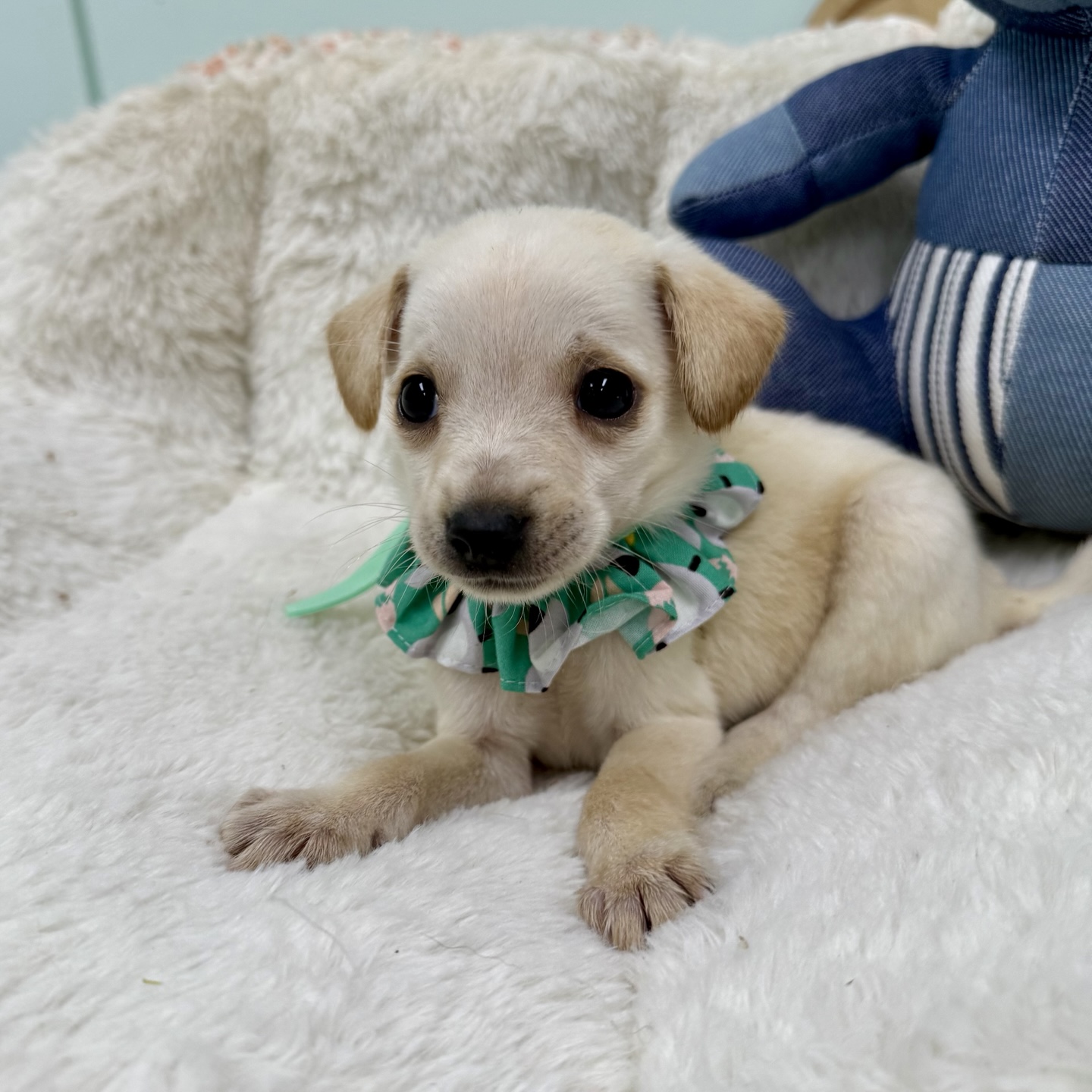 강릉시 동물사랑센터_442420202500222