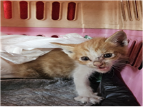[고양이] 한국 고양이 경남-김해-2025-00382 유기동물 배경 이미지 입니다.