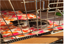 [고양이] 한국 고양이 경남-김해-2025-00383 유기동물 배경 이미지 입니다.