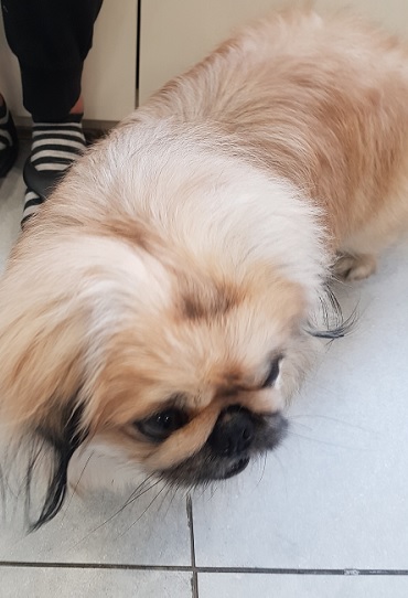 조재진동물병원_428354202500478