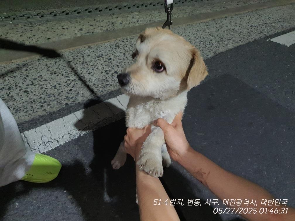 대전동물보호센터_430366202500305