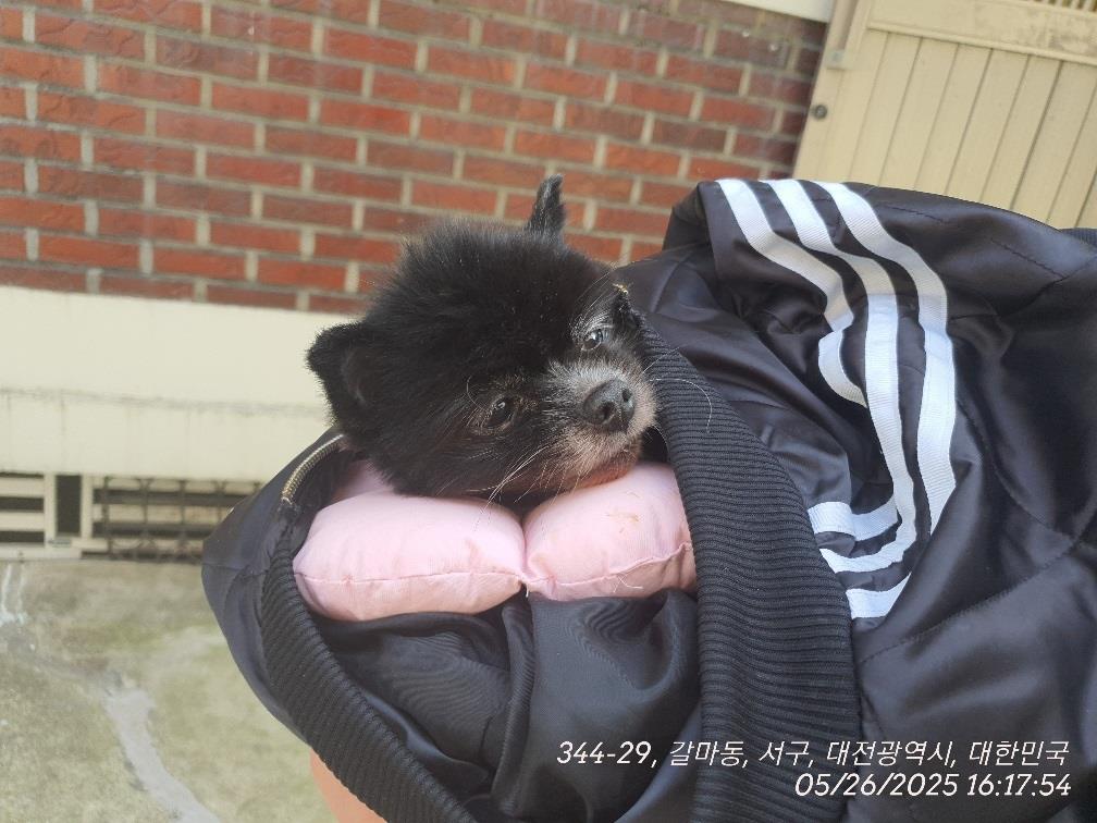 [개] 포메라니안 대전-서구-2025-00155 유기동물 배경 이미지 입니다.