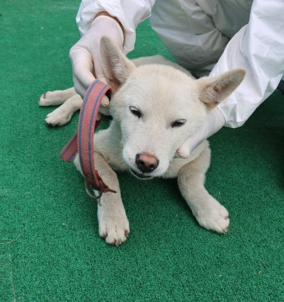 제주 동물보호센터_450650202501288