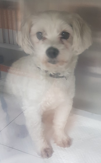 조재진동물병원_428354202500477