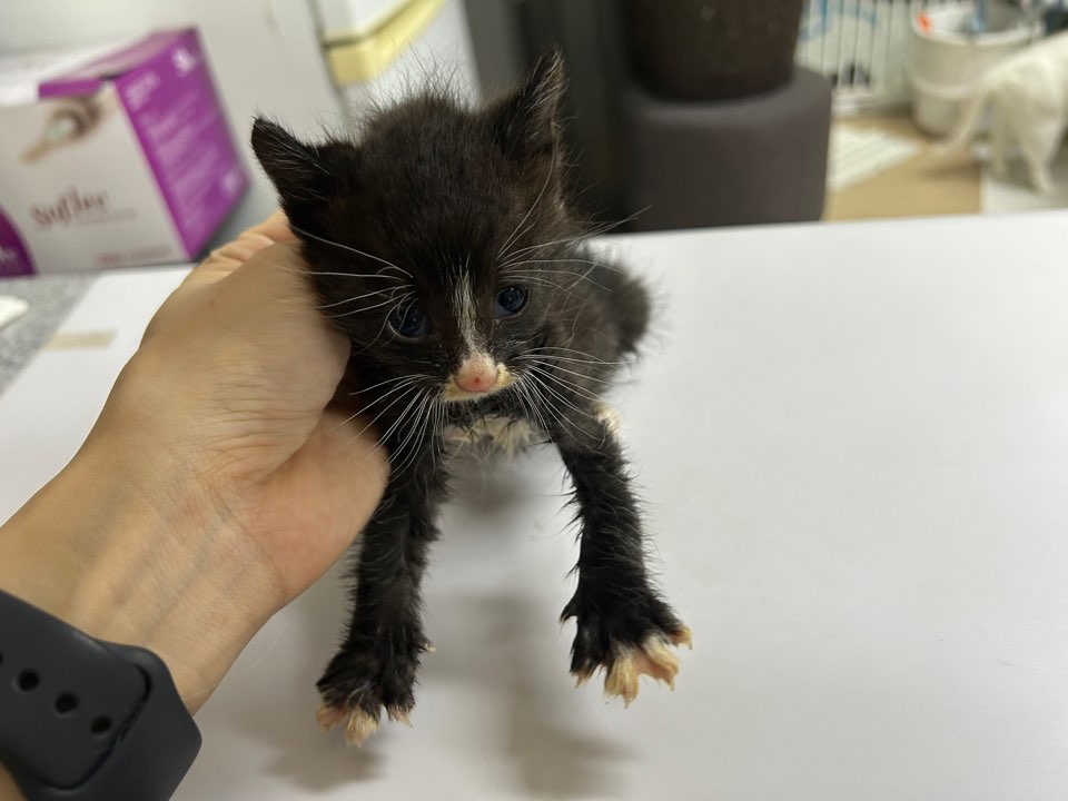 [고양이] 한국 고양이 광주-남구-2025-00136 유기동물 배경 이미지 입니다.