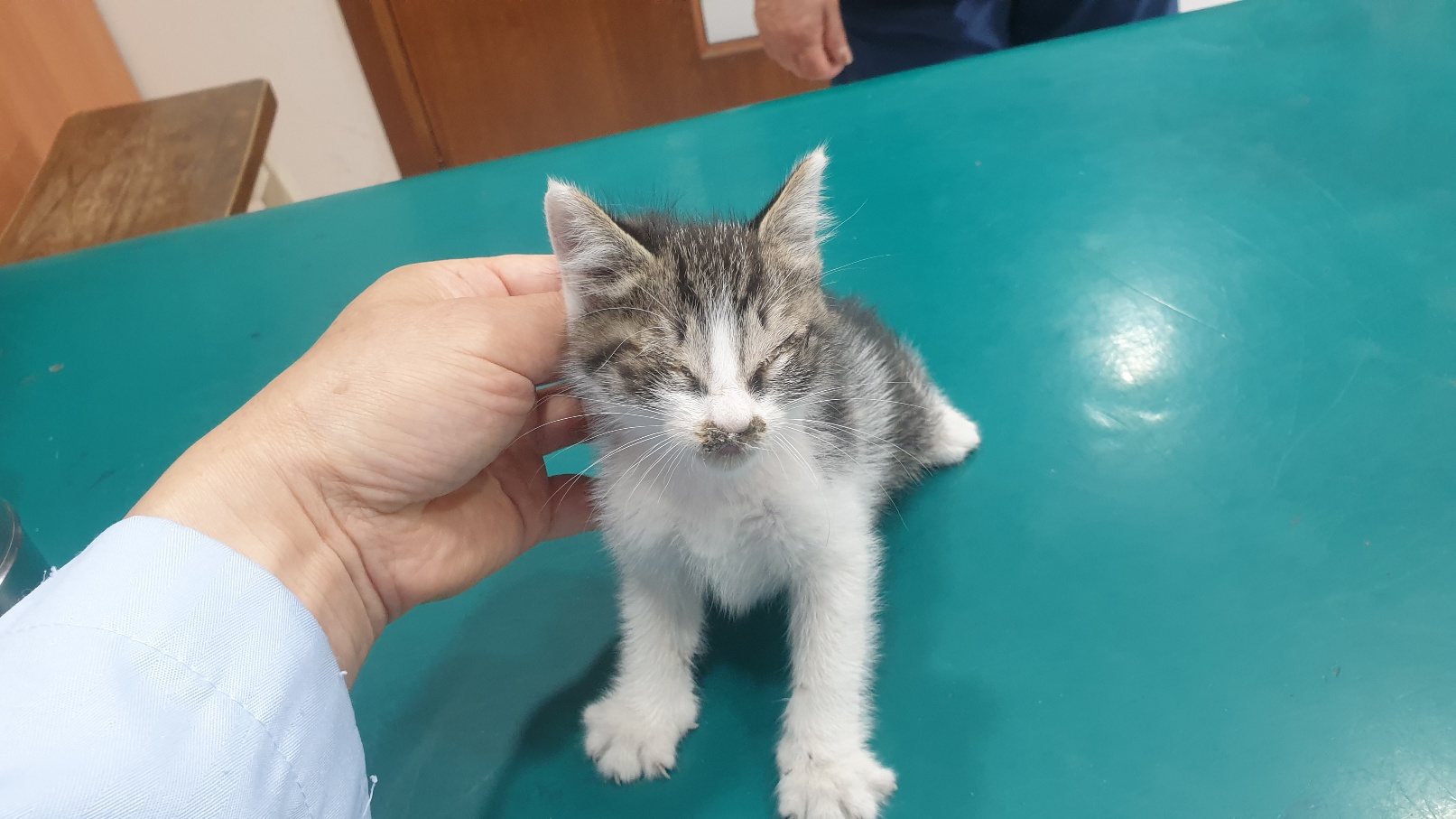 [고양이] 한국 고양이 전북-전주-2025-00419 유기동물 배경 이미지 입니다.