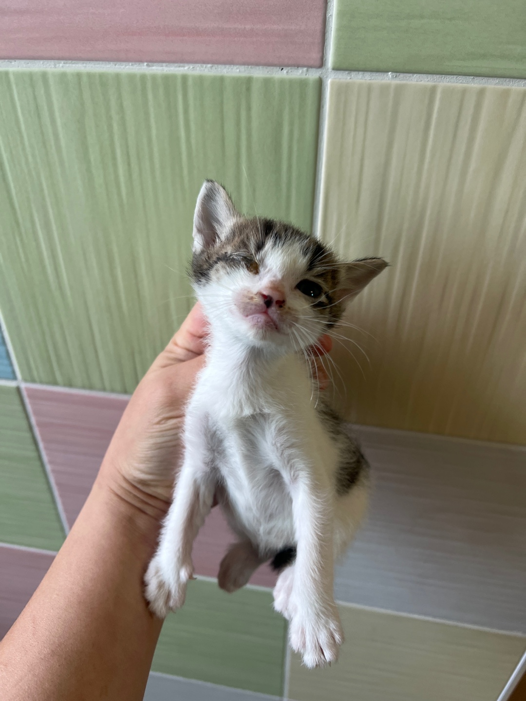 [고양이] 한국 고양이 부산-서구-2025-00104 유기동물 배경 이미지 입니다.