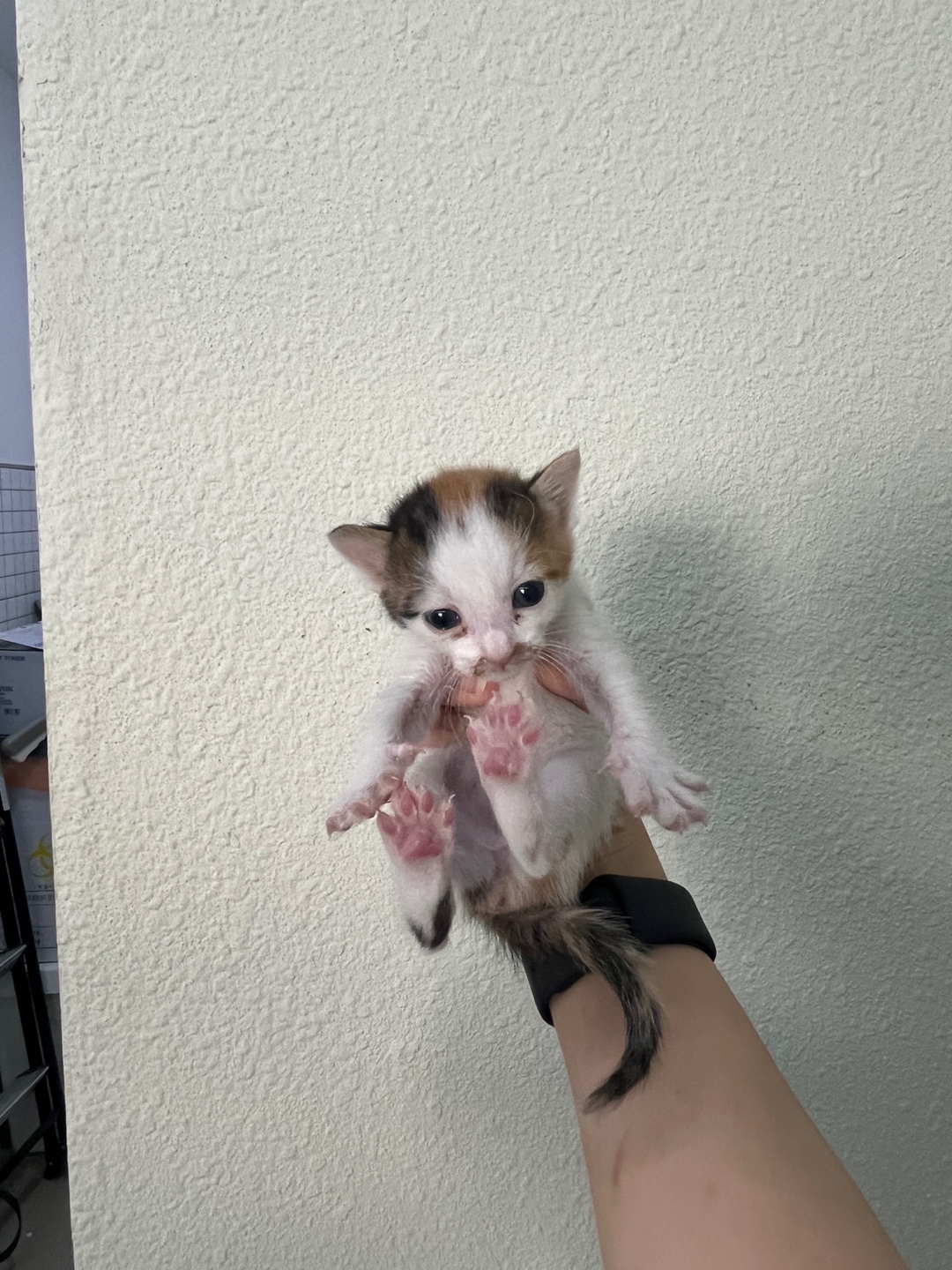 [고양이] 한국 고양이 인천-강화-2025-00319 유기동물 배경 이미지 입니다.