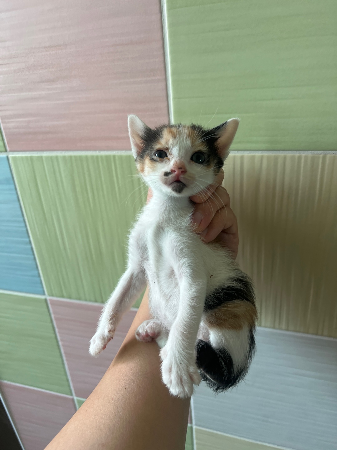 [고양이] 한국 고양이 부산-서구-2025-00108 유기동물 배경 이미지 입니다.