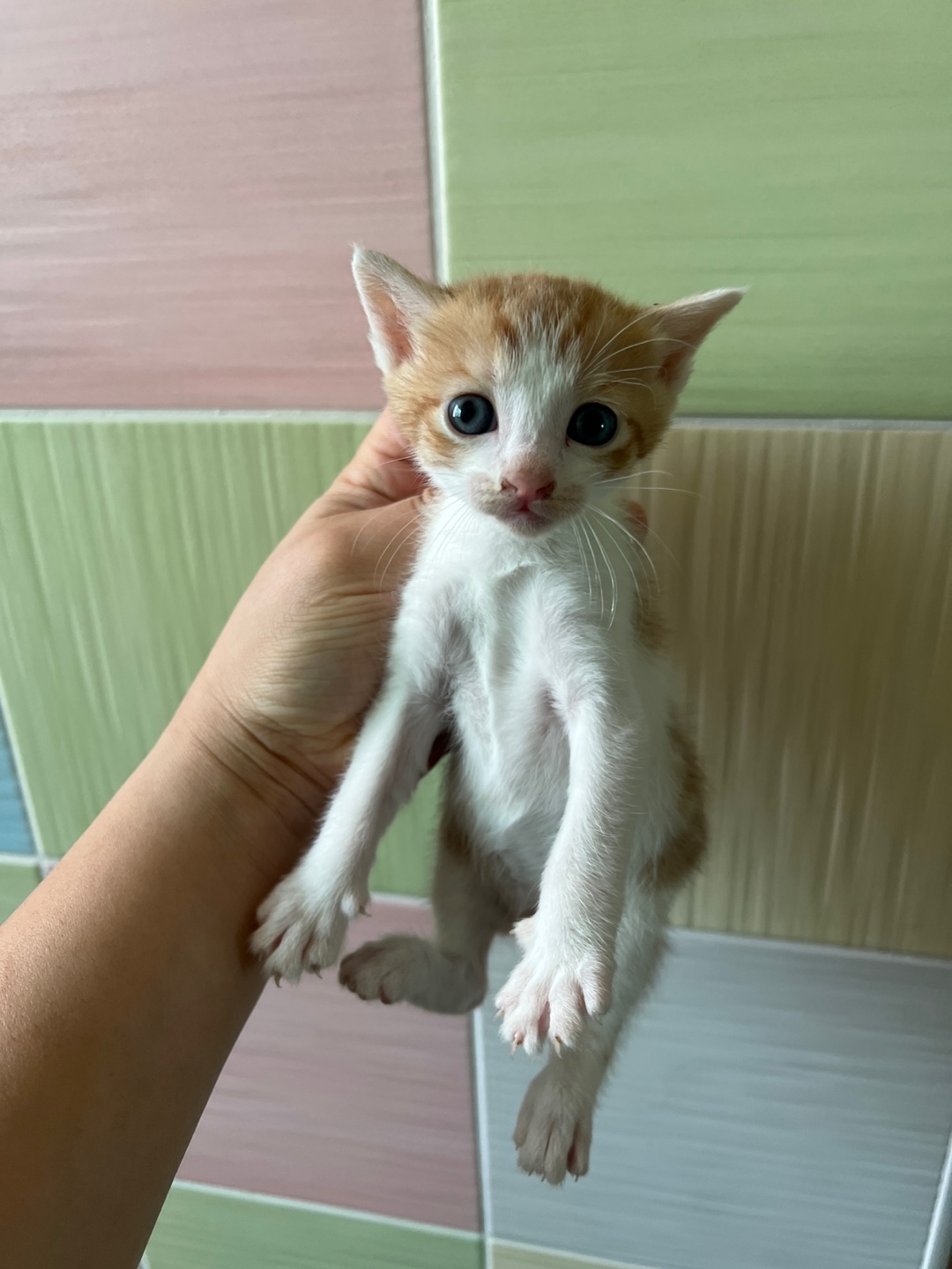 [고양이] 한국 고양이 부산-서구-2025-00106 유기동물 배경 이미지 입니다.