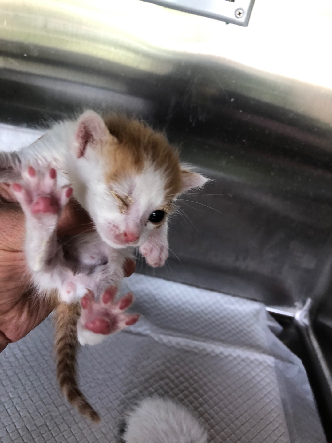[고양이] 한국 고양이 인천-강화-2025-00320 유기동물 배경 이미지 입니다.