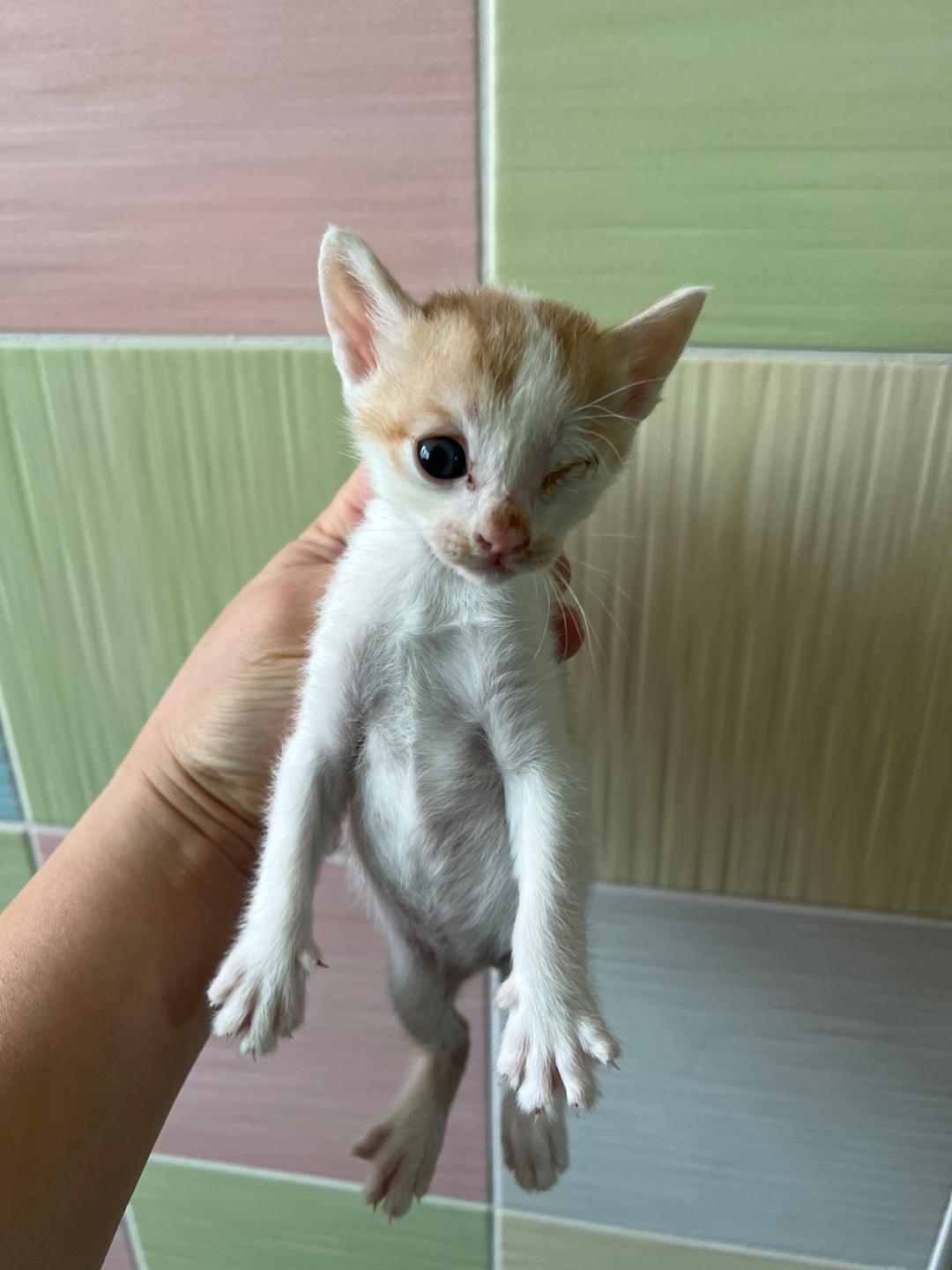 [고양이] 한국 고양이 부산-서구-2025-00107 유기동물 배경 이미지 입니다.