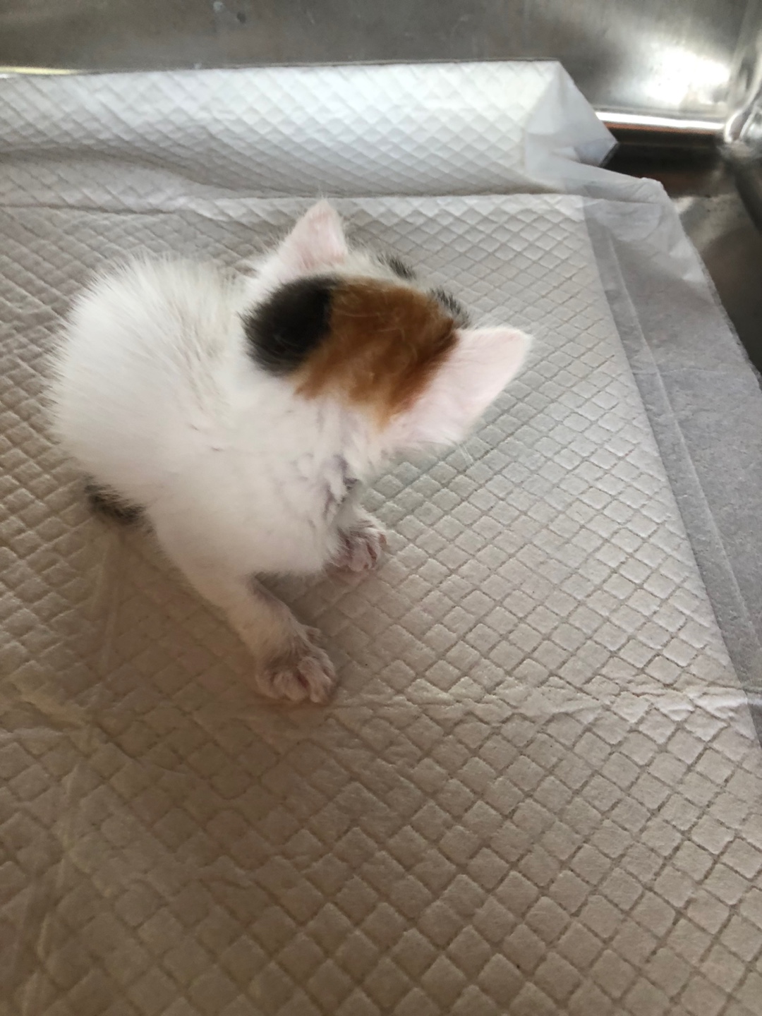 디디동물병원_428357202500639